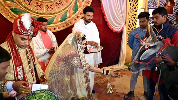 Unique Marriage: ప్రాచీన సంస్కృతిని చాటిచెప్పేలా గోమాత సాక్షిగా వివాహం.. గోవు సంరక్షణ కోసమే అంటున్న వధూవరులు