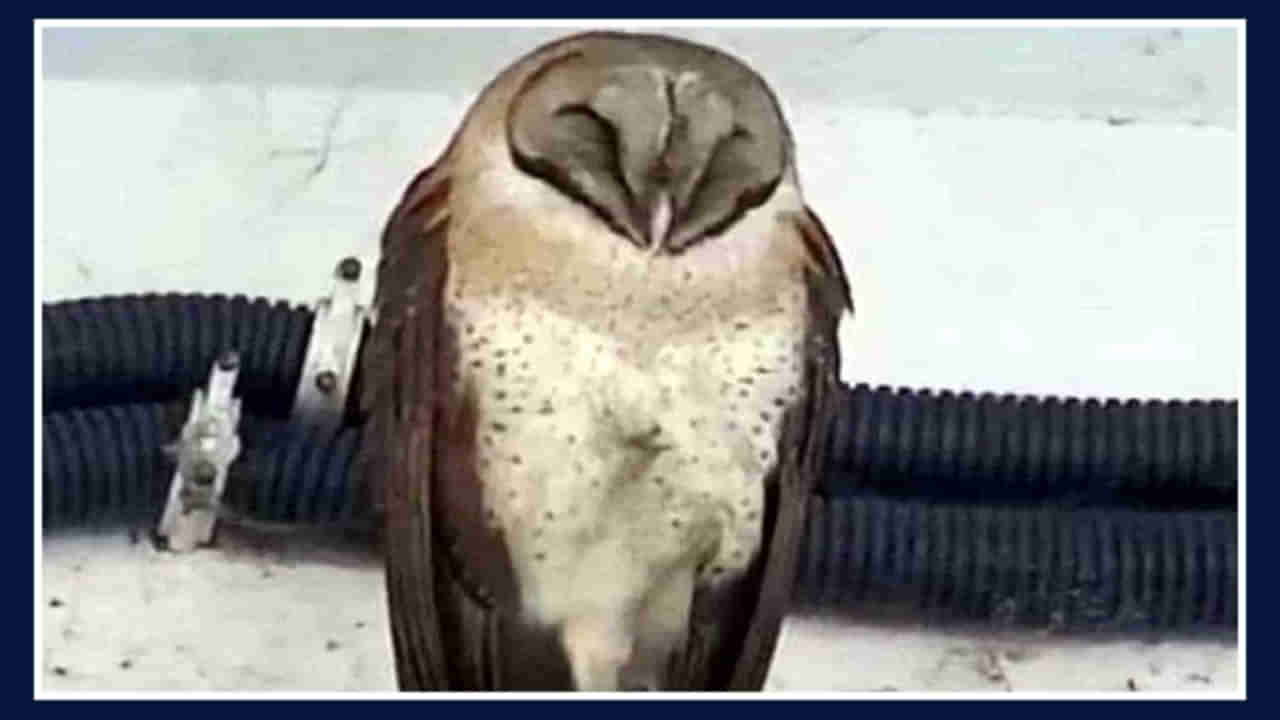 కాన్పూర్‌లో కనిపించిన మరో వింత పక్షి.. తెల్ల రాబందు తర్వాత ఇప్పుడు ఇది.. అక్కడికే ఎందుకు వస్తున్నాయి..