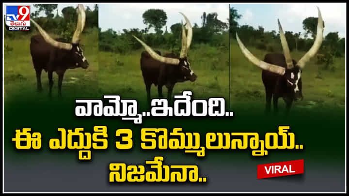Three Horns Bull: వామ్మో..ఇదేంది.. ఈ ఎద్దుకి 3 కొమ్ములున్నాయ్.. ఇది నిజమేనా మీరే చెప్పండి.. Three Horns Bull: వామ్మో..ఇదేంది.. ఈ ఎద్దుకి 3 కొమ్ములున్నాయ్.. ఇది నిజమేనా మీరే చెప్పండి..
