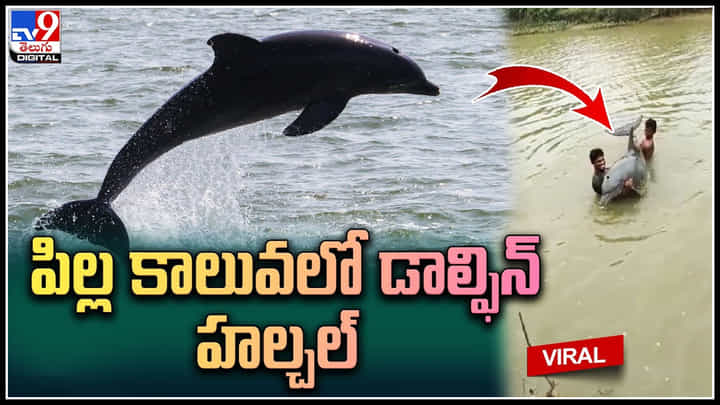 Dalphin: పిల్ల కాలువలో ప్రత్యక్షమైన డాల్ఫిన్.. డాల్ఫిన్ చూసేందుకు ఎగబడ్డ స్థానికులు. వైరల్ వీడియో.. Dalphin: పిల్ల కాలువలో ప్రత్యక్షమైన డాల్ఫిన్.. డాల్ఫిన్ చూసేందుకు ఎగబడ్డ స్థానికులు. వైరల్ వీడియో..