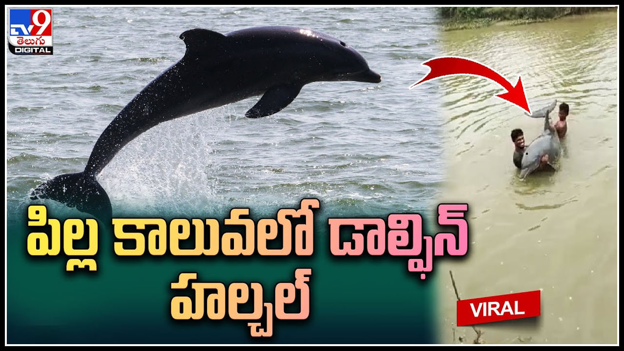 Dalphin: పిల్ల కాలువలో ప్రత్యక్షమైన డాల్ఫిన్.. డాల్ఫిన్‌ చూసేందుకు ఎగబడ్డ  స్థానికులు. వైరల్ వీడియో..