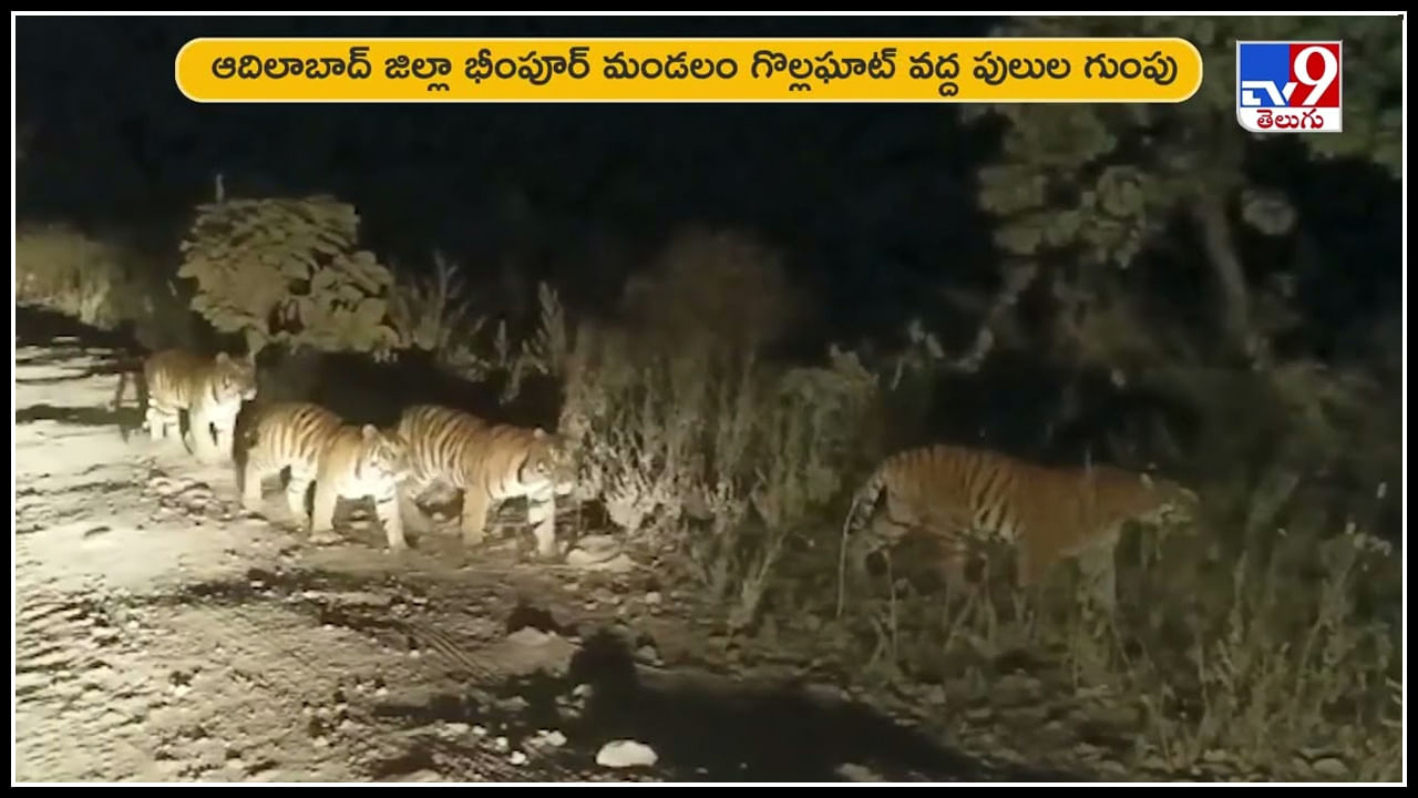 Tigers: పులుల గుంపు‌ కలకలం.. నాలుగు నెలల తర్వాత మళ్లీ ప్రత్యక్షమైన నాలుగు పులులు.. వీడియో.