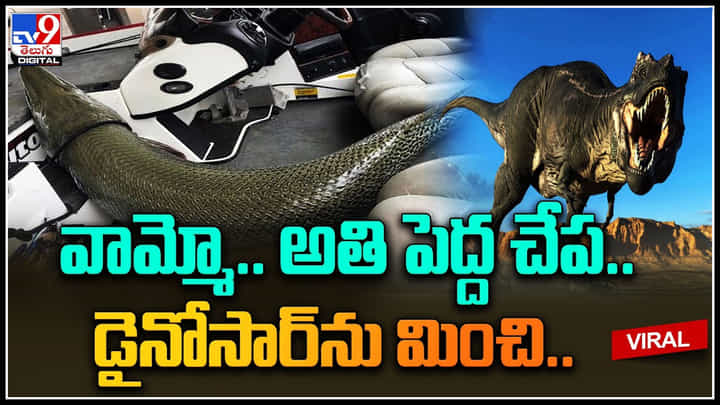 An ancient fish: వామ్మో.. అతి పెద్ద చేప..! జాలరుల వలలో చిక్కిన అరుదైన చేప.. డైనోసార్ను మించి.. వీడియో. An ancient fish: వామ్మో.. అతి పెద్ద చేప..! జాలరుల వలలో చిక్కిన అరుదైన చేప.. డైనోసార్ను మించి.. వీడియో.