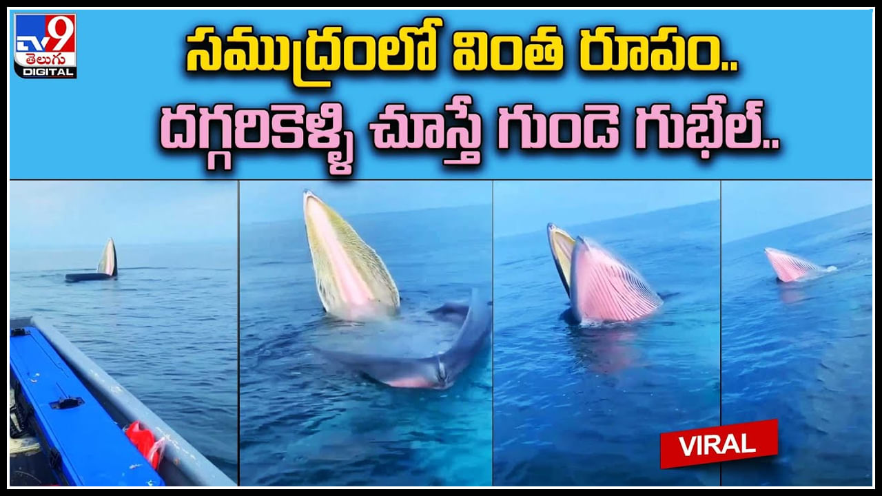 Viral Video: సముద్రం మధ్యలో వింత రూపం.. దగ్గరికెళ్ళి చూస్తే గుండె గుభేల్.. ట్రెండ్ అవుతున్న వీడియో.