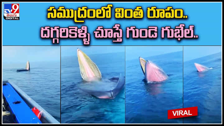 Viral Video: సముద్రం మధ్యలో వింత రూపం.. దగ్గరికెళ్ళి చూస్తే గుండె గుభేల్.. ట్రెండ్ అవుతున్న వీడియో. Viral Video: సముద్రం మధ్యలో వింత రూపం.. దగ్గరికెళ్ళి చూస్తే గుండె గుభేల్.. ట్రెండ్ అవుతున్న వీడియో.