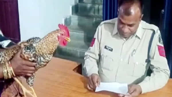 Viral News: రక్షించండి మహాప్రభో...! గాయపడిన కోడితో పోలీస్ స్టేషన్ చేరిన దంపతులు...