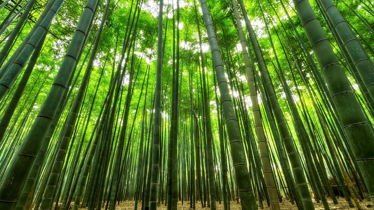 Bamboo Farming1 