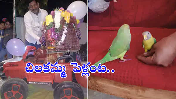 వింత పెళ్లి..! మైనాను మనువాడిన చిలకమ్మ.. ఊరుఊరంతా తరలివచ్చి మరీ..