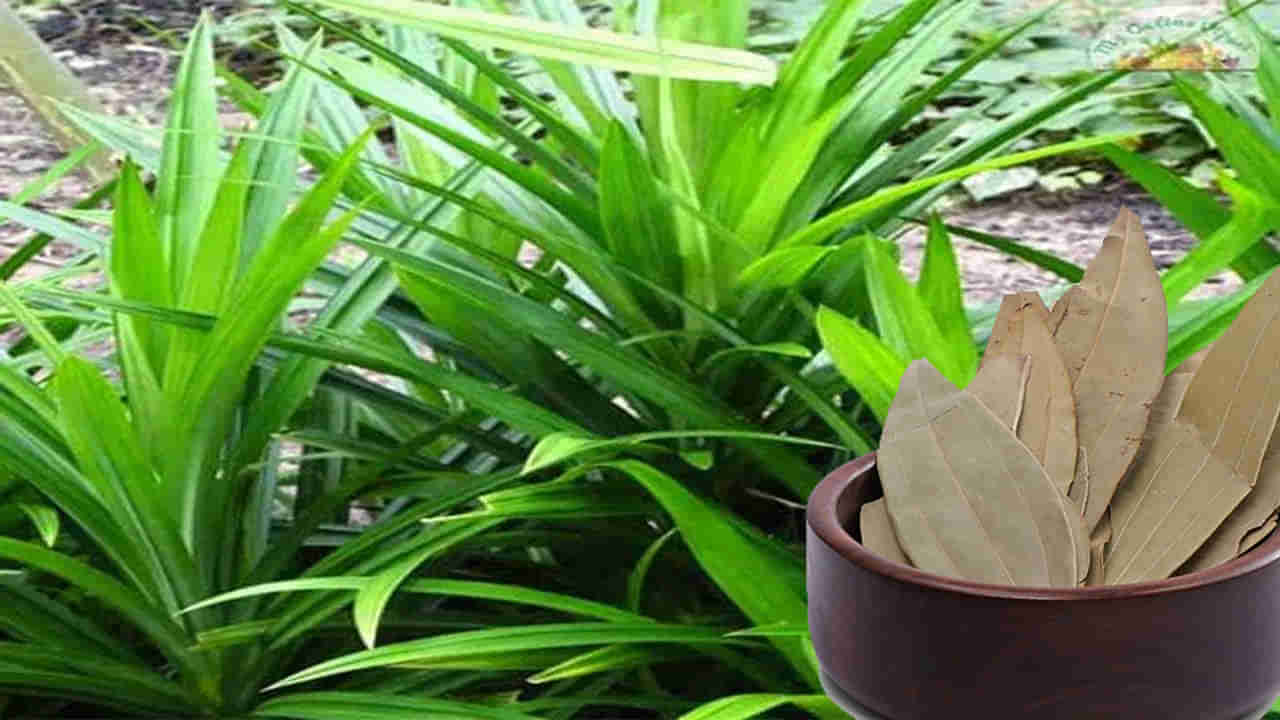 Business Idea: అద్భుతమైన బిజినెస్‌.. బిర్యానీ ఆకు సాగుతో లక్షల్లో లాభాలు!