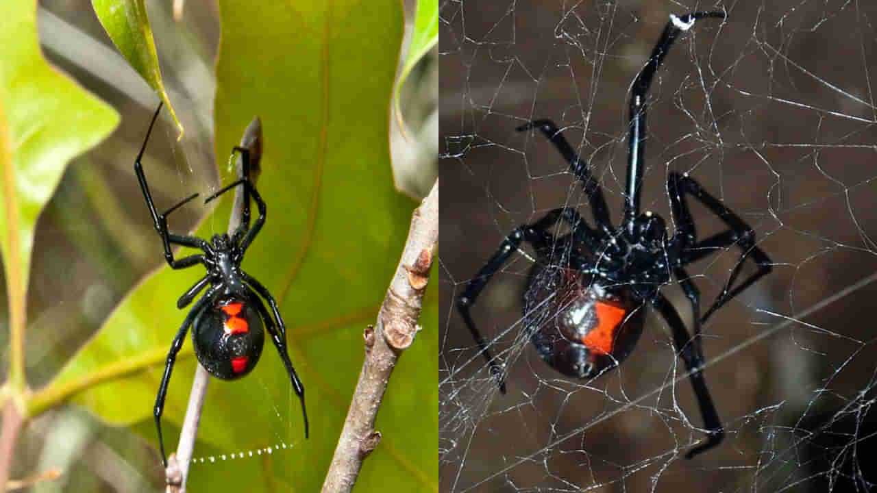 Black Widow Spider: సంభోగం తర్వాత మగ సాలీడుని తినేసే ఈ సాలీడు పాము కంటే ప్రమాదం.. కాటు వేస్తే ఇక అంతే..