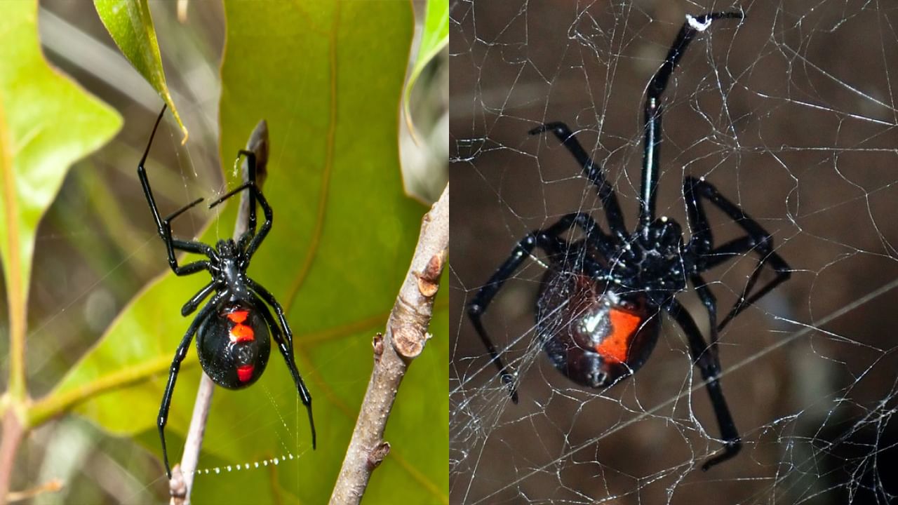 Black Widow Spider: సంభోగం తర్వాత మగ సాలీడుని తినేసే ఈ సాలీడు పాము కంటే ప్రమాదం.. కాటు వేస్తే ఇక అంతే..