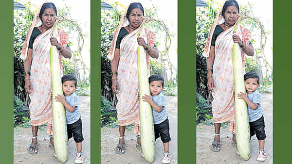 Telangana: ఓర్నీ.. ఈ సొరకాయ ఏంది.. సొర చేప అంత ఉంది..