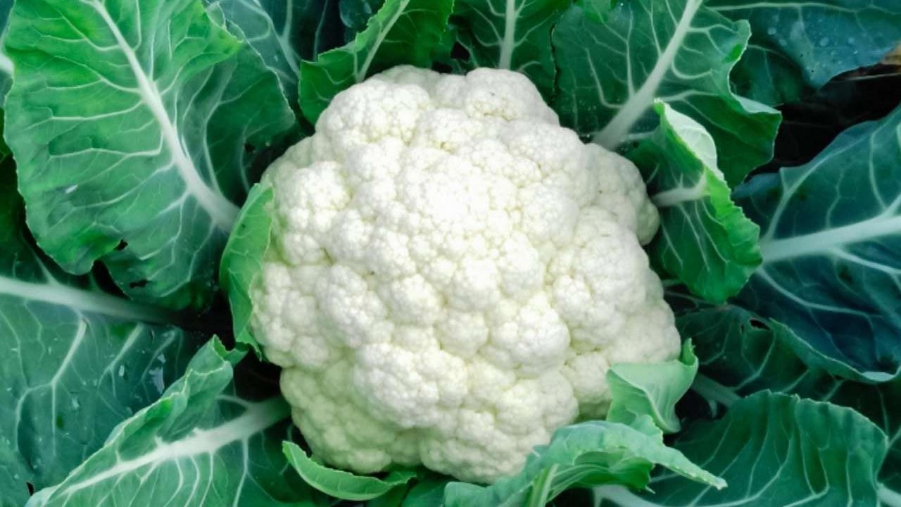 Cauliflower Side effects : క్యాలీఫ్లవర్ ఇష్టమని అతిగా తింటున్నారా? అయితే జాగ్రత్త..! భారీ నష్టాన్ని చవిచూడాల్సి వస్తుంది..