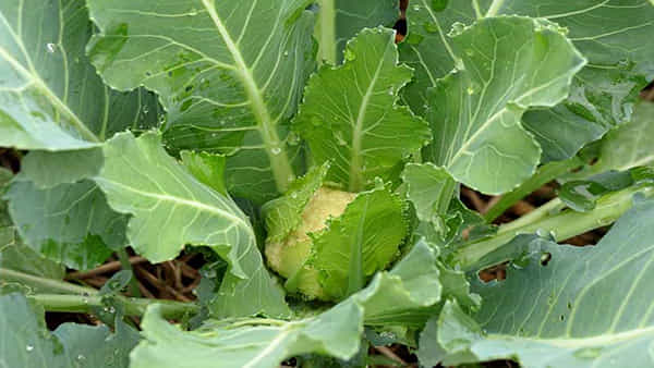 Cauliflower: దీని ఆకులు ఫ్లవర్ కంటే మేలు.. ఈ రహస్యం తెలిస్తే అస్సలు వదిలిపెట్టరు..