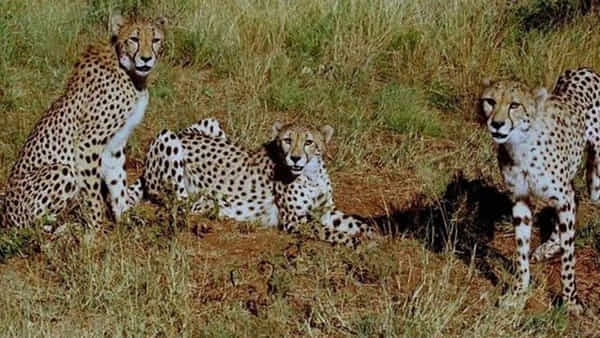 Kuno National Park: భారత్కు మరో 12 చిరుతలు.. కునో నేషనల్ పార్క్లో నెల రోజుల పాటు క్వారంటైన్