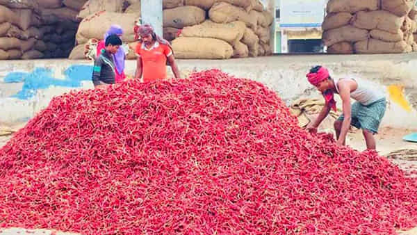 Andhra Pradesh: ఎండు మిర్చికి రికార్డు ధర.. రేటు ఇంకా పెరుగుతుందా..?