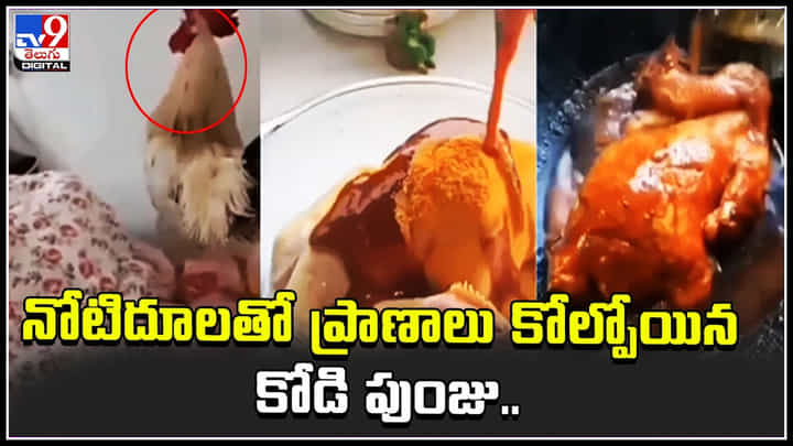 Chicken Recipe: నోటిదూలతో ప్రాణాలు కోల్పోయిన కోడి పుంజు.. వీడియో చూస్తే నవ్వాగదు మరి.. Chicken Recipe: నోటిదూలతో ప్రాణాలు కోల్పోయిన కోడి పుంజు.. వీడియో చూస్తే నవ్వాగదు మరి..