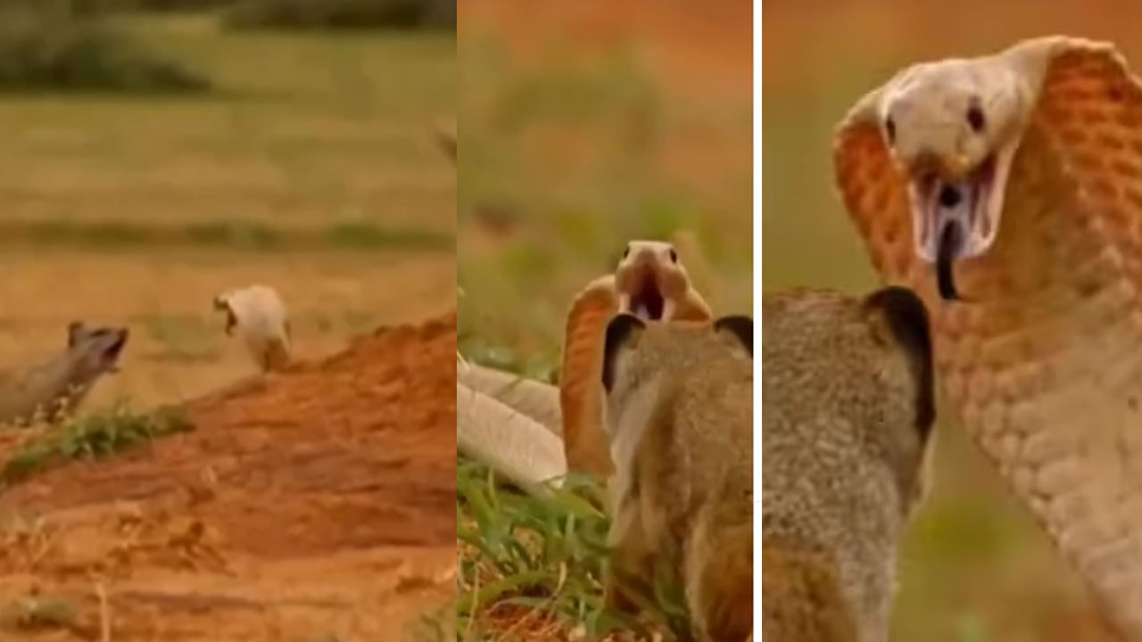 Watch: Is this Mongoose Playing Dead or Just Playing? | National Geographic