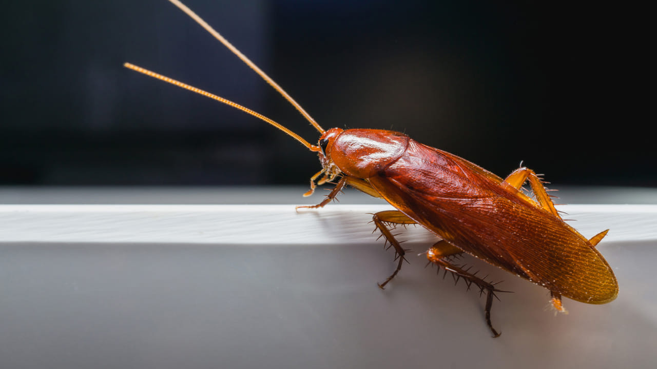 Cockroach Control Tips: బొద్దింకలన్నింటిని శాశ్వతంగా తరిమికొట్టే ...