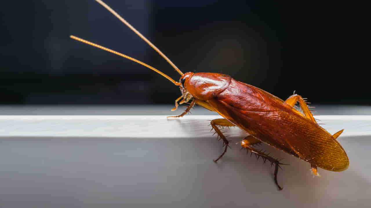 Cockroach Control Tips: బొద్దింకలన్నింటిని శాశ్వతంగా తరిమికొట్టే సింపుల్ చిట్కాలు.. కేవలం రూ.10లతో..