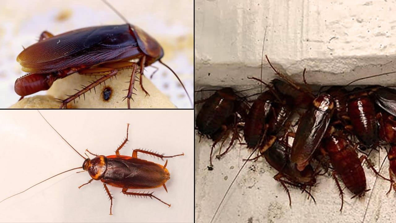 Cockroaches: బొద్దింకలతో ఇబ్బంది పడుతున్నారా..? అయితే ఈ చిట్కాల‌ను పాటించండి..! వెంటనే పారిపోతాయి..