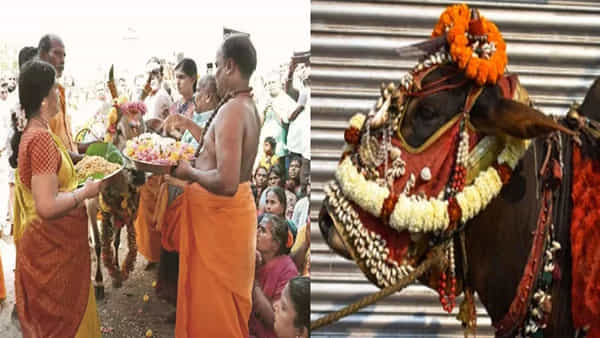 Cow Baby Shower: అంగరంగ వైభవంగా ఆవుకు సీమంతం.. 500మంది అతిథులు.. 24 రకాల వంటలతో విందు ఎక్కడంటే..