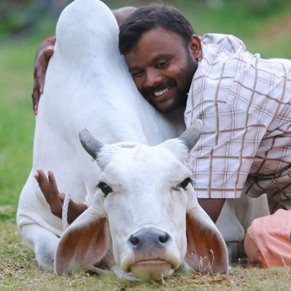 హైదరాబాద్ లోయర్ ట్యాంక్ బండ్‌లో గో హగ్ డేను ఘనంగా నిర్వహించారు. ప్రేమికుల దినోత్సవం వద్దు..గో హగ్ డే ముద్దు అంటూ నినాదాలు చేశారు. ఆవుల ఆత్మీయ ఆలింగనమే మన సంస్కృతి అంటున్నారు గోరక్షకులు. 