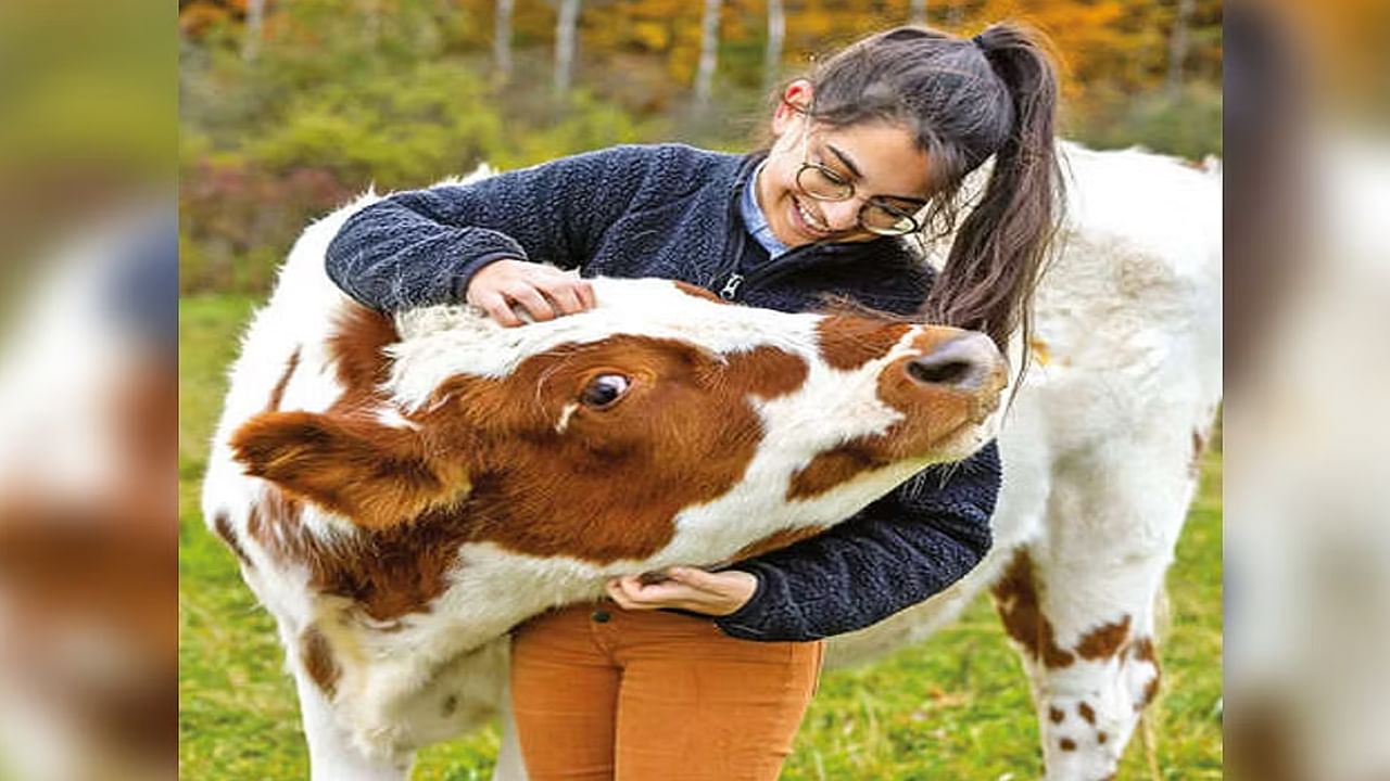 Cow Hug Day: కౌ హగ్ డే పిలుపు ఉపసంహరణ.. కేంద్రం కీలక నిర్ణయం.. ట్రెండింగ్ గా మారిన లేటెస్ట్ డెసిషన్..