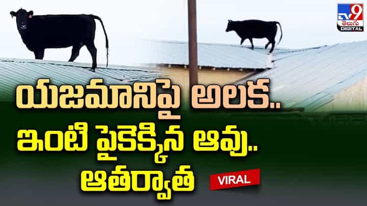 యజమానిపై అలక.. ఇంటి పైకెక్కిన ఆవు !! ఆతర్వాత.. యజమానిపై అలక.. ఇంటి పైకెక్కిన ఆవు !! ఆతర్వాత..