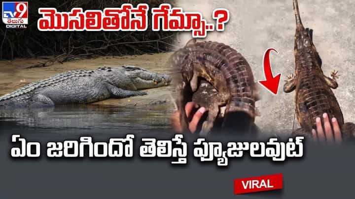 మొసలితోనే గేమ్సా ?? ఏం జరిగిందో తెలిస్తే ఫ్యూజులవుట్ !! మొసలితోనే గేమ్సా ?? ఏం జరిగిందో తెలిస్తే ఫ్యూజులవుట్ !!