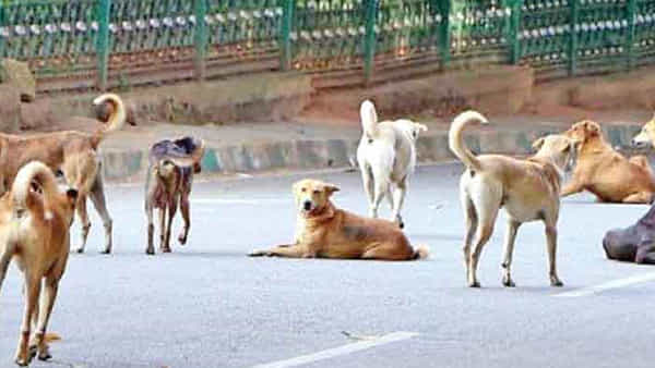 Hyderabad: పిచ్చి కుక్క స్వైర విహారం.. తొమ్మిది మందికి గాయాలు..