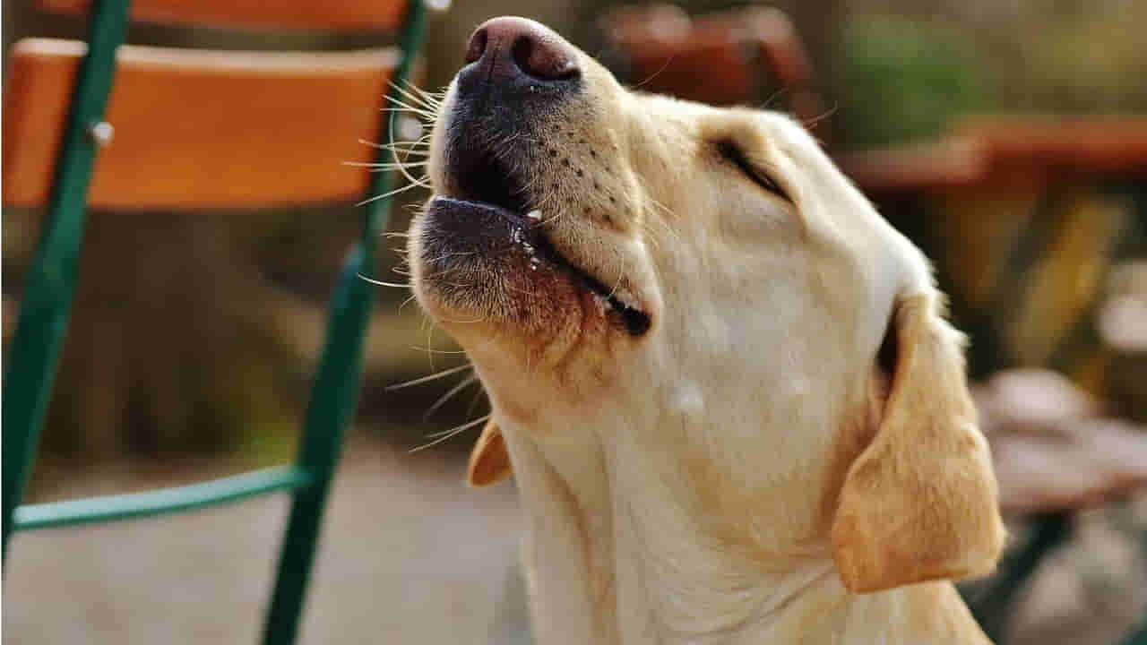 Dogs: కుక్క ఏడిస్తే మనుషులు నిజంగానే చనిపోతారా.? దీని వెనకాల ఉన్న అసలు మర్మమేంటంటే..