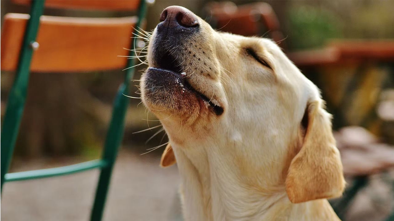 Dogs: కుక్క ఏడిస్తే మనుషులు నిజంగానే చనిపోతారా.? దీని వెనకాల ఉన్న అసలు మర్మమేంటంటే..