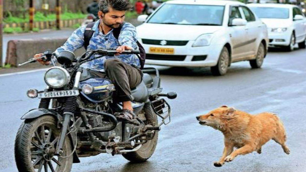 మన దేశంలో ద్విచక్ర వాహనదారుల సంఖ్య చాలా ఎక్కువ. ప్రతి చిన్న పనికి మనం టూవీలర్ ఉపయోగిస్తుంటాం. అయితే కొన్ని సార్లు విచిత్రమైన పరిస్థితి ఎదుక్కొవల్సి వస్తుంది. మనం వేగంగా ఏదో పనిపై వెళ్తున్నప్పుడు ఒక్కసారిగా అరుస్తూ మన వెంట పడుతుంటాయి గ్రామసింహాలు.