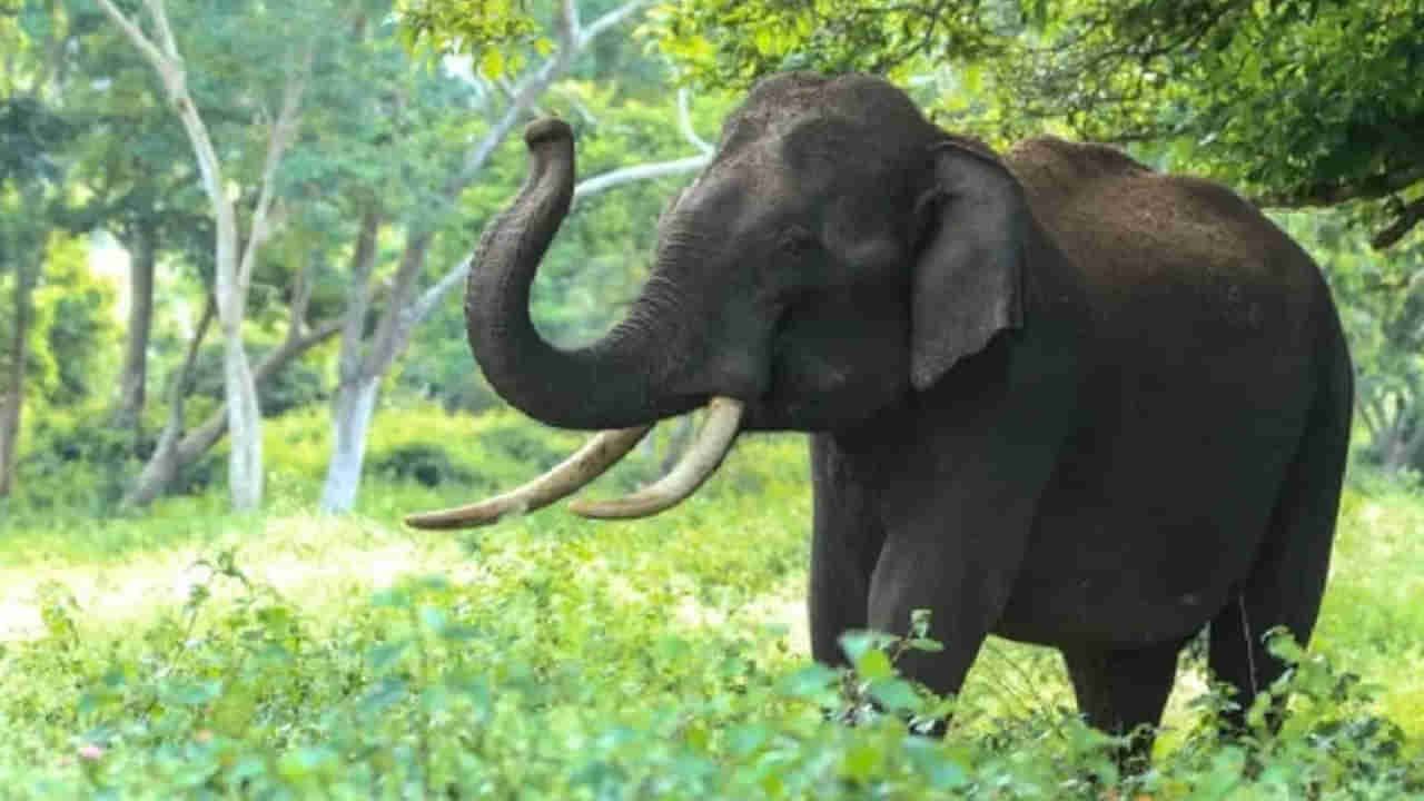 విషాదం.. ఏనుగు దాడిలో ఇద్దరు మృతి.. పాపం ఉదయాన్నే పనికి వెళ్తుండగా..