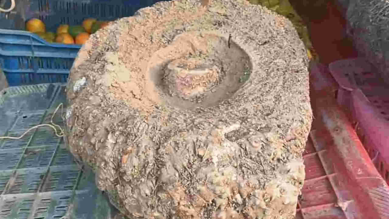 Avanigadda: 2 సంవత్సరాల క్రితం కంద మొక్కను నాటిన రైతు.. తాజాగా దుంప కోసం తవ్వగా