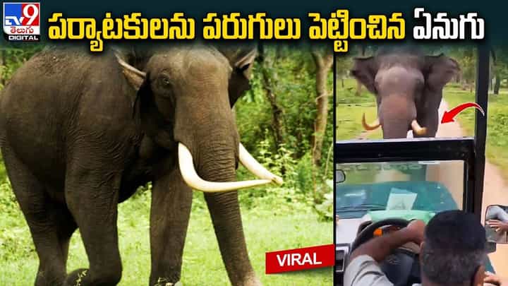 పర్యాటకులను పరుగులు పెట్టించిన ఏనుగు.. భయంతో వణికిపోయిన టూరిస్టులు.. చివరికి ఏమైందంటే ?? పర్యాటకులను పరుగులు పెట్టించిన ఏనుగు.. భయంతో వణికిపోయిన టూరిస్టులు.. చివరికి ఏమైందంటే ??