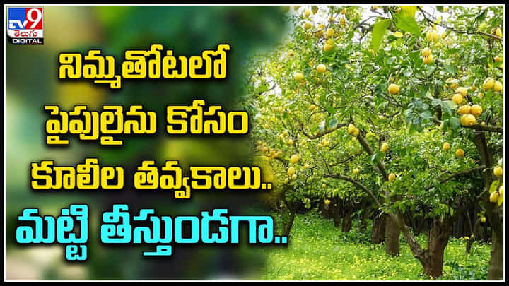 Lemon grove: నిమ్మతోటలో పైపులైను కోసం కూలీల తవ్వకాలు.. మట్టి తీస్తుండగా.. వైరల్ వీడియో. Lemon grove: నిమ్మతోటలో పైపులైను కోసం కూలీల తవ్వకాలు.. మట్టి తీస్తుండగా.. వైరల్ వీడియో.