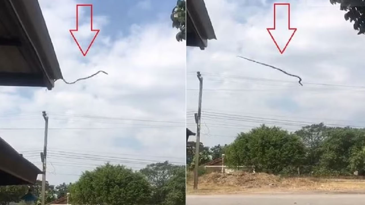 Viral News: ఎగిరే పామును ఎప్పుడైనా చూసారా?..ఈ వీడియో చూడండి... ఇదో అరుదైన దృశ్యం