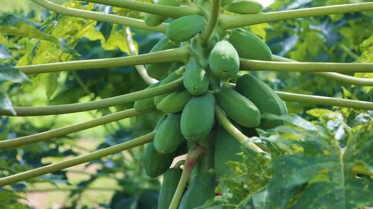 Green Papaya: పండు మాత్రమే కాదు.. పచ్చి బొప్పాయితోనూ బోలెడన్నీ ఆరోగ్య ప్రయోజనాలు ..