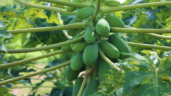 Green Papaya: పండు మాత్రమే కాదు.. పచ్చి బొప్పాయితోనూ బోలెడన్నీ ఆరోగ్య ప్రయోజనాలు ..