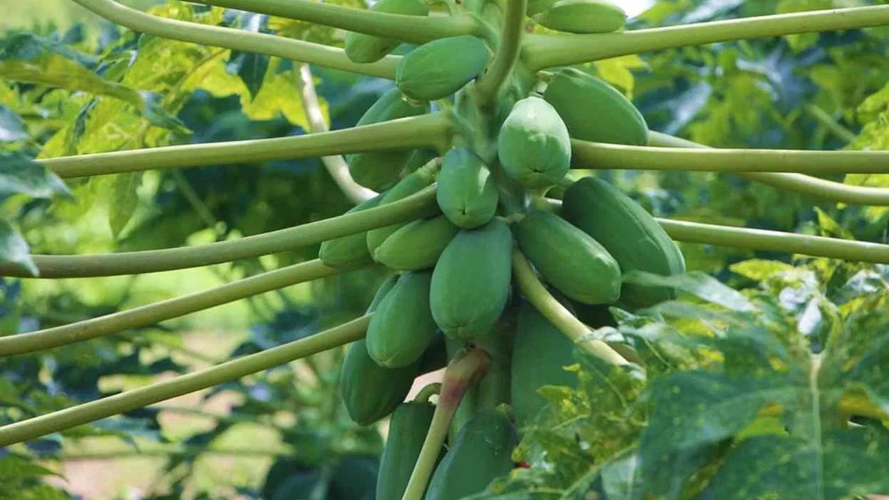 Green Papaya: పండు మాత్రమే కాదు.. పచ్చి బొప్పాయితోనూ బోలెడన్నీ ఆరోగ్య ప్రయోజనాలు ..