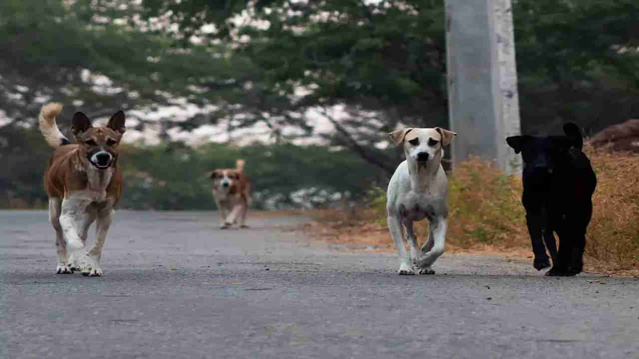 Dog Attack: వీధి కుక్కల వీరంగం..! ఇంటి ముందు ఆడుకుంటున్న నాలుగేళ్ల బాలుడిని ఈడ్చుకెళ్లి..