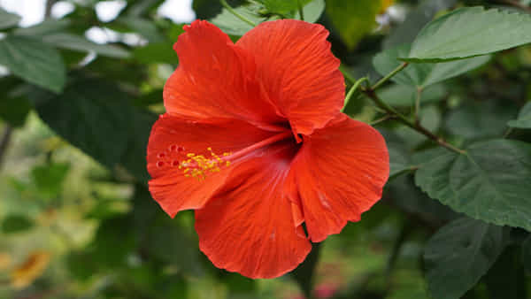 Hibiscus Health benefits: మందార పువ్వులో మీకు తెలియని ఆరోగ్య రహాస్యాలు..! అన్నీ ఇన్నీ కాదు..