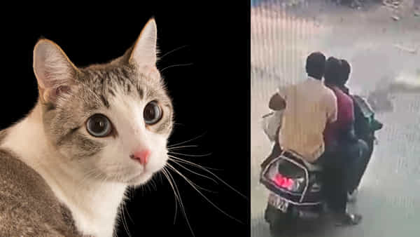 Hyderabad: పెంపుడు పిల్లిని దొంగిలించిన ముగ్గురు వ్యక్తులు.. పోలీసుల దర్యాప్తులో షాకింగ్ నిజాలు..