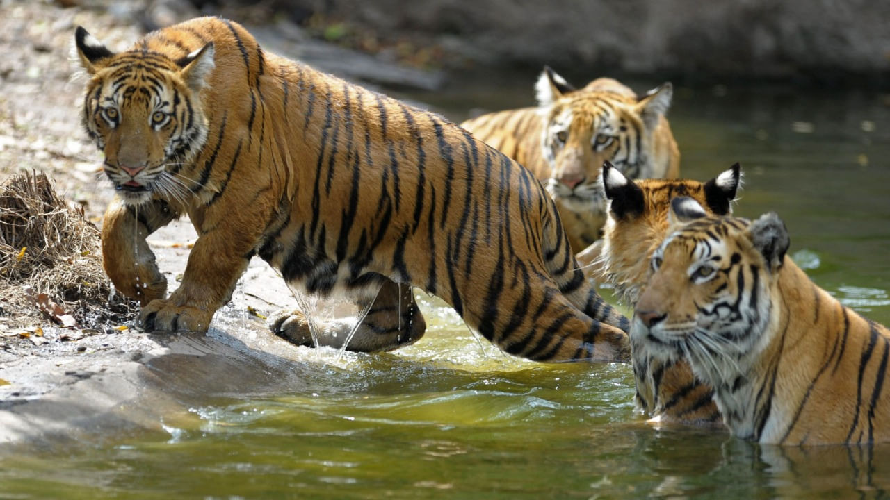 Tiger Deaths: ఓ వైపు విదేశాల నుంచి చిరుతల తరలింపు.. మరోవైపు దేశంలో భారీగా పులులు మృతి