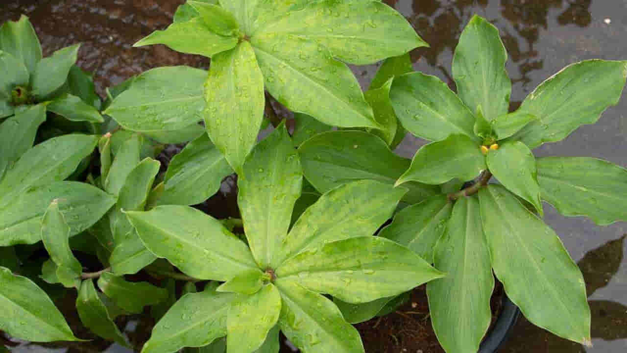 Diabetes health: డయాబెటిస్ బాధితులకు గుడ్ న్యూస్.. ఇన్సులిన్ మొక్కలను ఇకపై చక్కగా ఇంట్లోనే పెంచుకోవచ్చు..