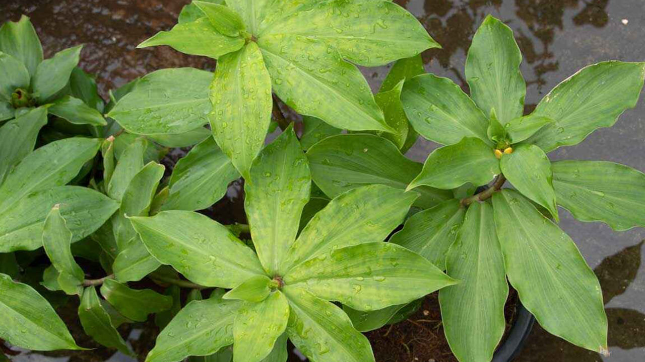 Diabetes health: డయాబెటిస్ బాధితులకు గుడ్ న్యూస్.. ఇన్సులిన్ మొక్కలను ఇకపై చక్కగా ఇంట్లోనే పెంచుకోవచ్చు..