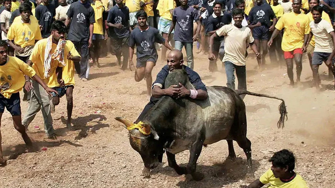 Jallikattu: జల్లికట్టు పోటీల్లో అపశ్రుతి.. ఎద్దు ఢీకొని యువకుడు మృతి.. మరో 10మందికి గాయాలు