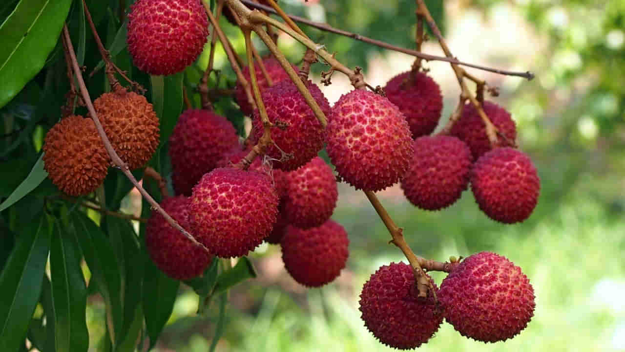 Lychee Benefits: వేసవిలో తప్పక తినాల్సిన పండు ఇది.. తింటే ఎన్ని ప్రయోజనాలో.. తెలిస్తే ఆశ్చర్యపోవాల్సిందే..!